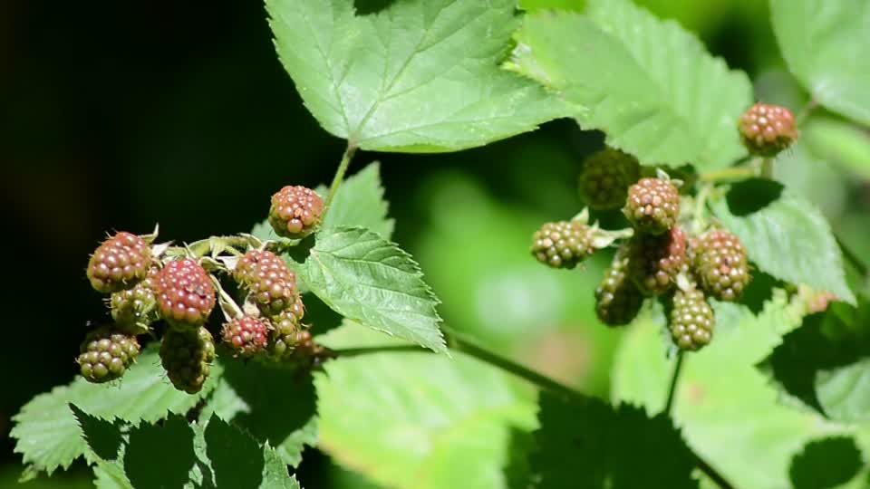 Blackberries berry fruit