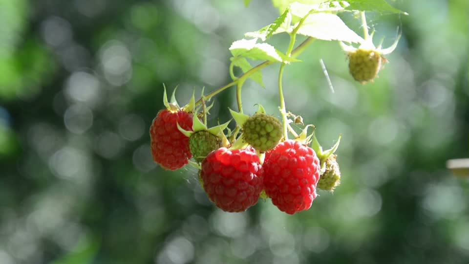 Raspberries berry summer