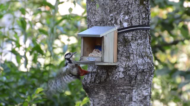 Woodpecker bird plumage