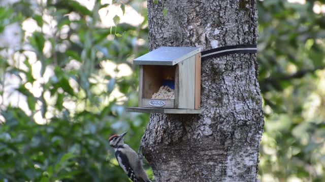 Woodpecker bird plumage