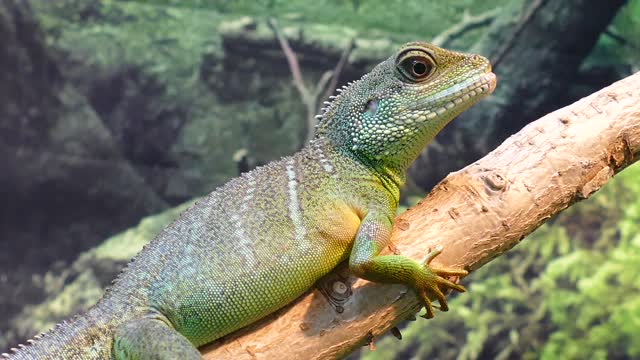 Water dragon lizard chinese