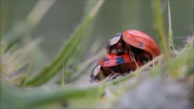 Ladybug asian ladybug harmonia axyridis