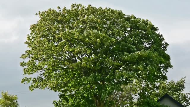 Tree wind nature