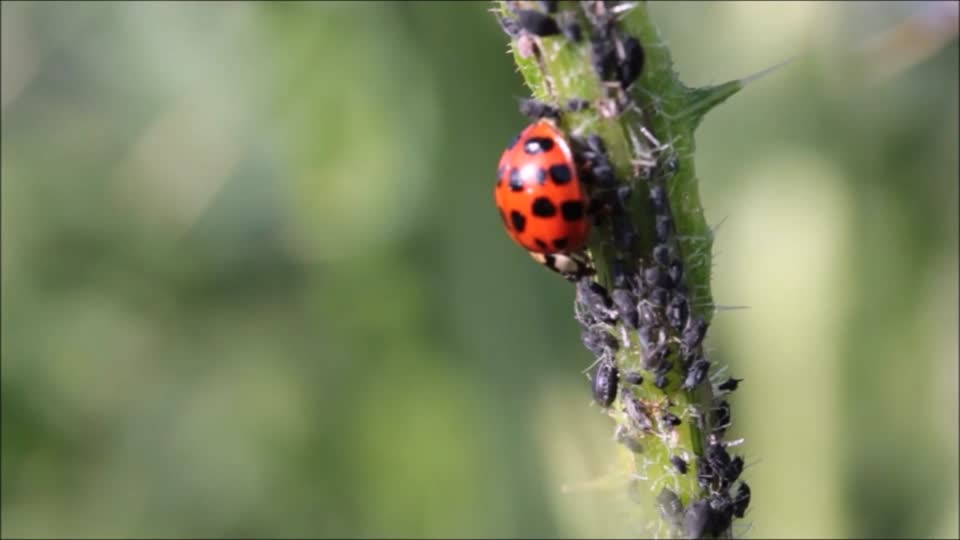 Ladybug aphids beetle