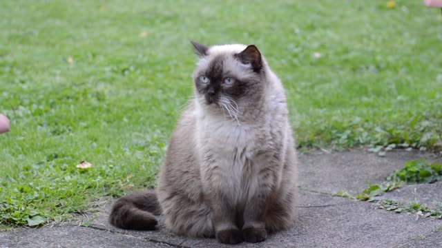 Cat british shorthair chocolatepoint
