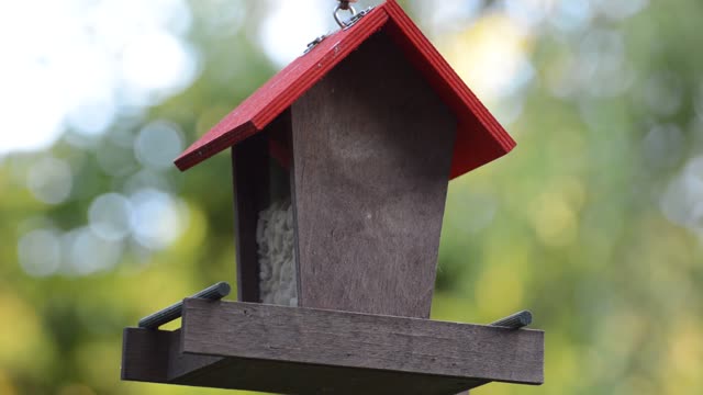 Tit bird feed