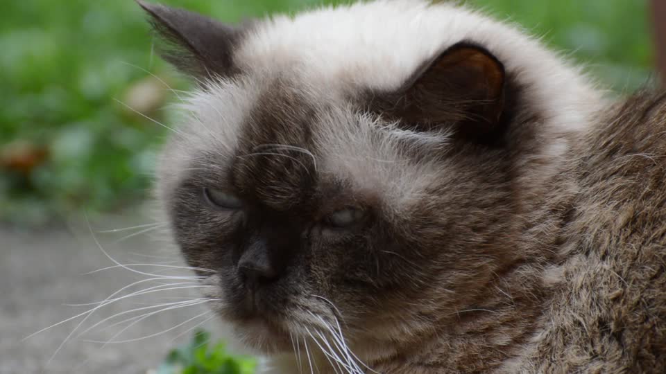 Cat british shorthair chocolatepoint