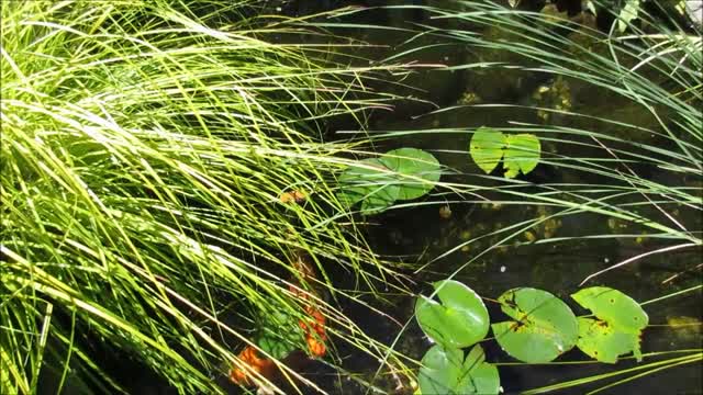 Pond fish plant
