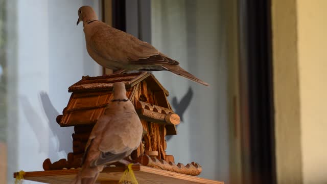 Bird house pigeons birds