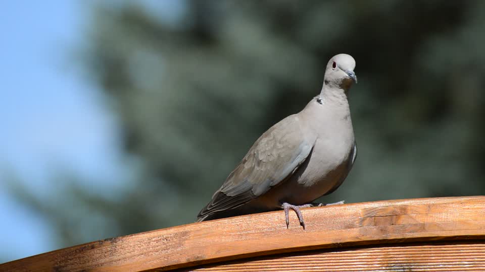 Dove bird feathers
