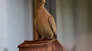 Dove bird feathers