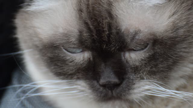Cat british shorthair chocolatepoint