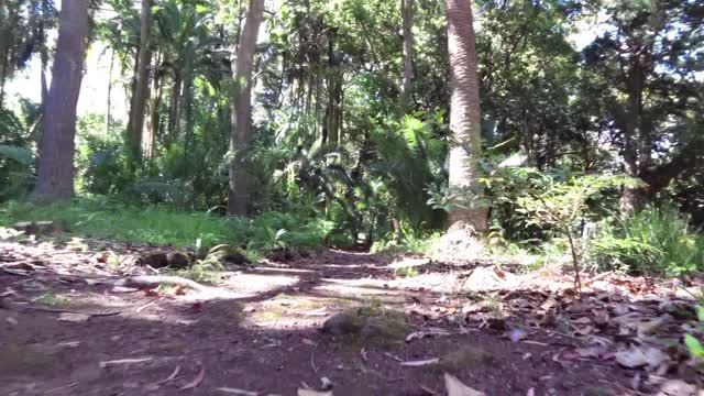 Walk trail nature