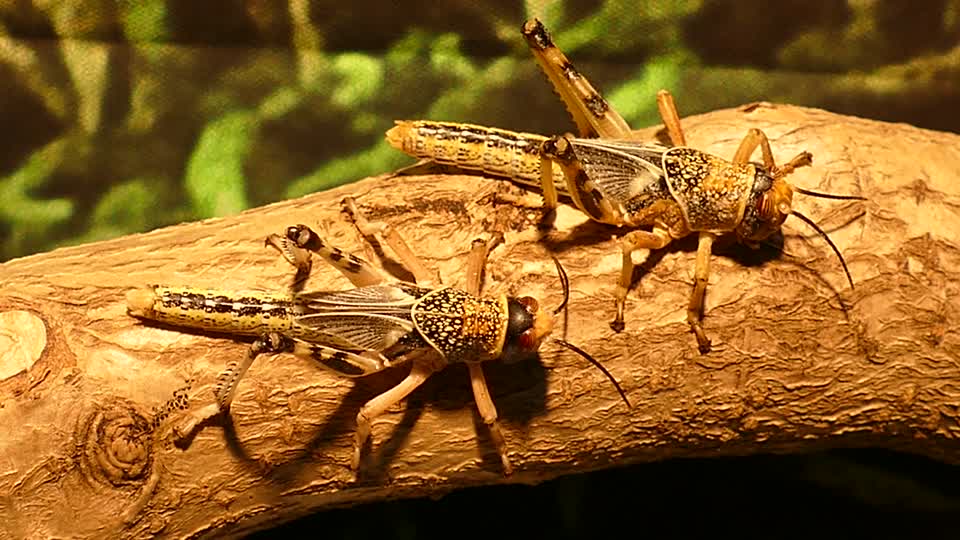 Insects locusts hoppers