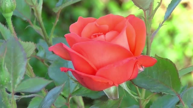 Rose red rose flower