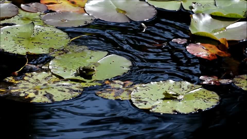 Frogs jump lily pad