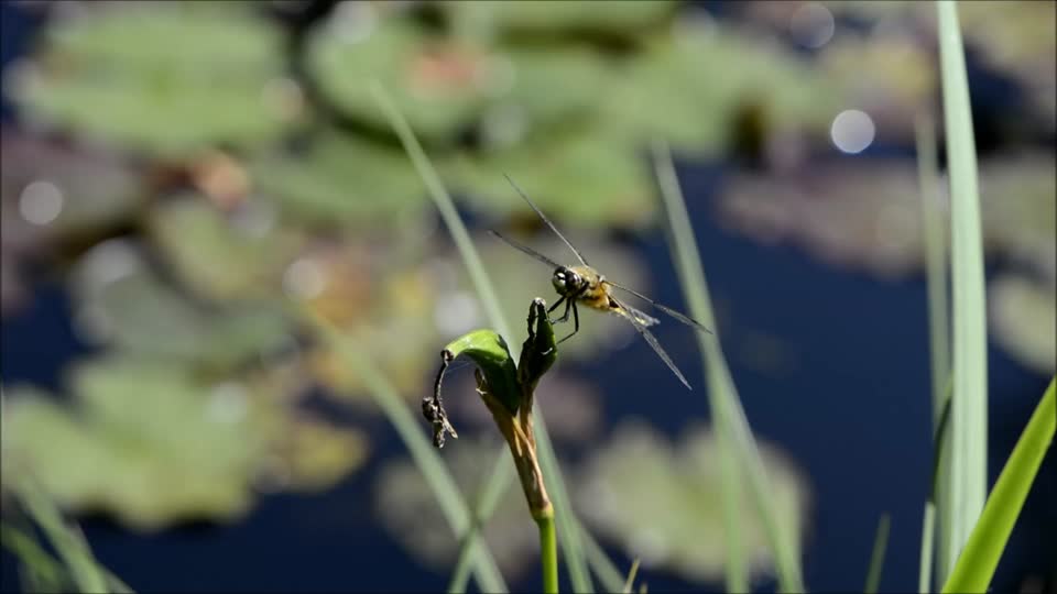 Dragon-fly insect wing