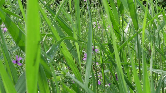 Reed green grass