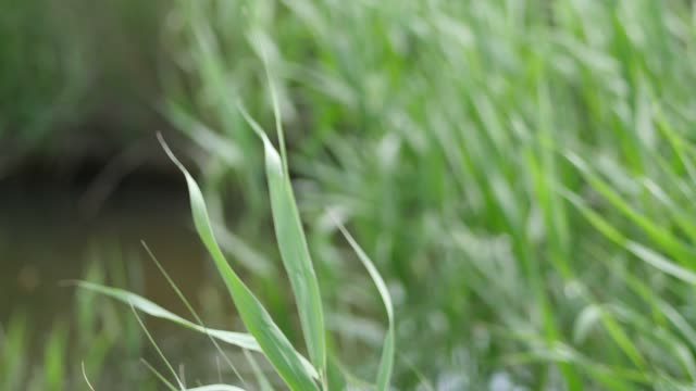 Reed green grass