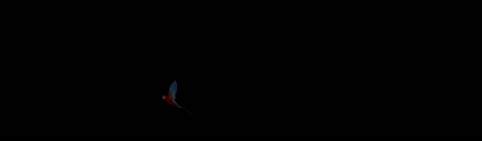 Parrot bird flying