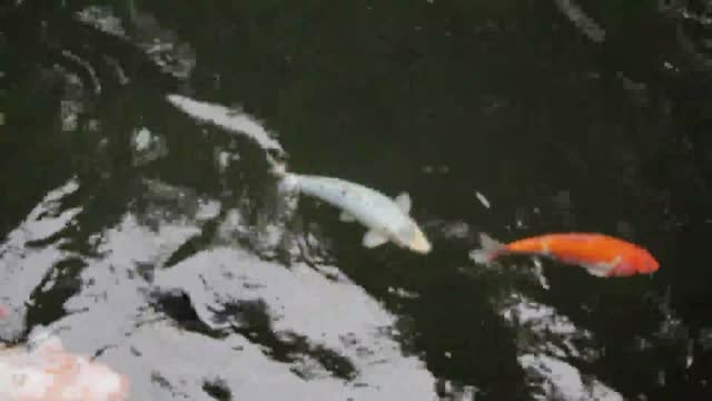 Goldfish fish animals