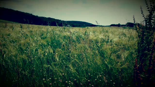 Meadow green grass