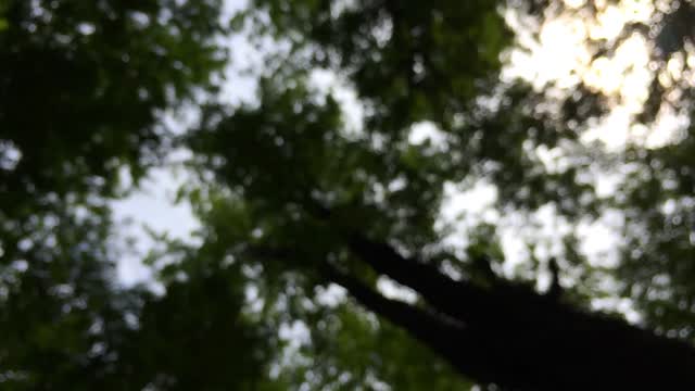 Trees forest bokeh