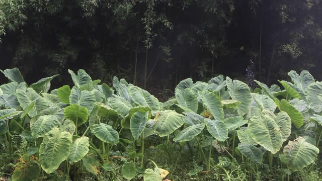 Leaves nature green