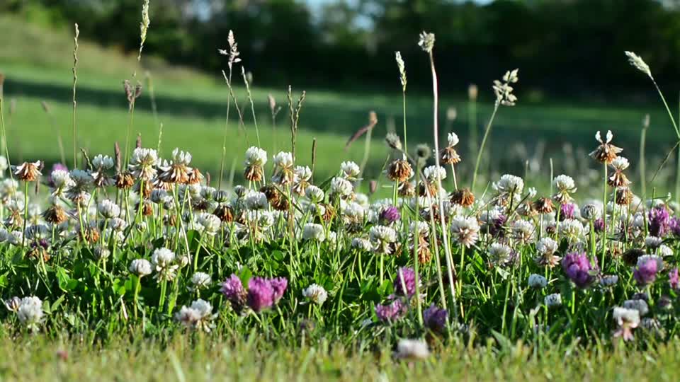 Meadow clover blooming meadow