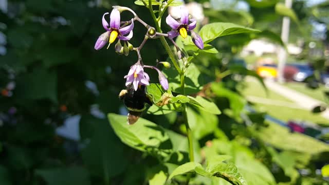 Bumblebee summer flowers