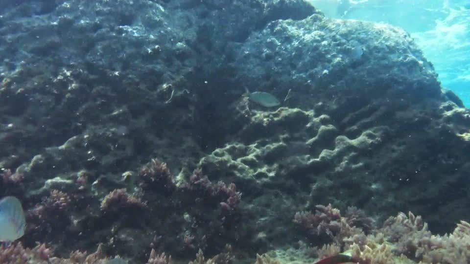 Seabed backdrops sea