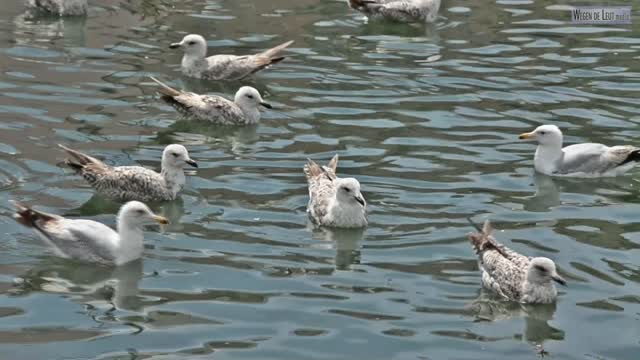 Seagulls birds waterfowl