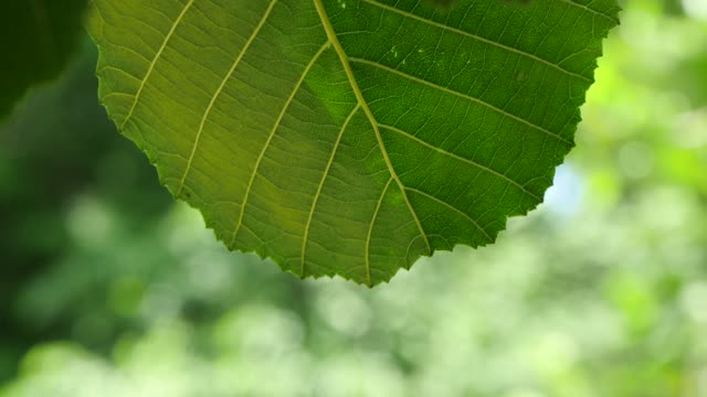 Foliage leaf green