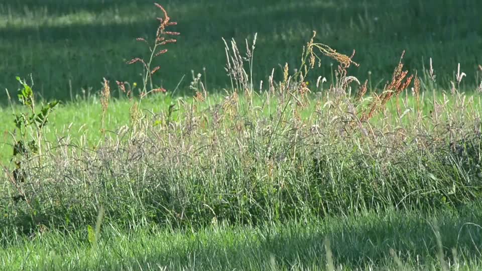 Meadow grass ireland
