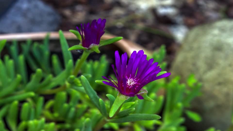 Flowers garden spring