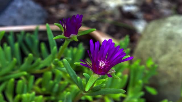 Flowers garden spring