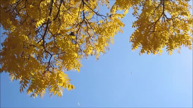 Leaves fall fall leaves