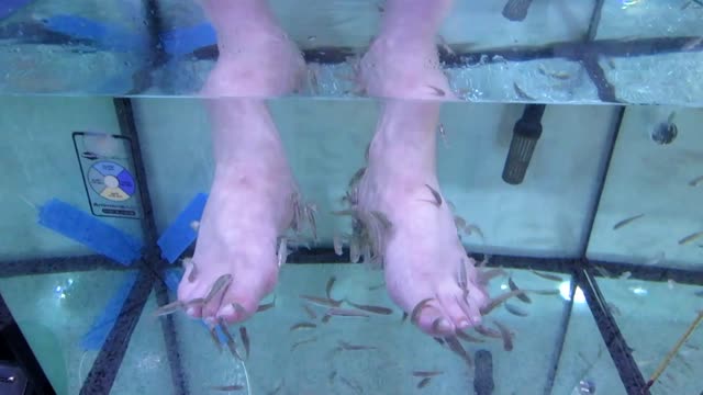 Fish spa fish pedicure kangal fish