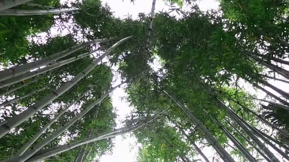 Bamboos wind blown bamboos wind