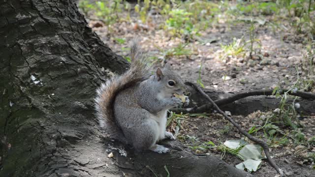 Squirrel rodent meal