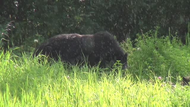Black bear bear canada
