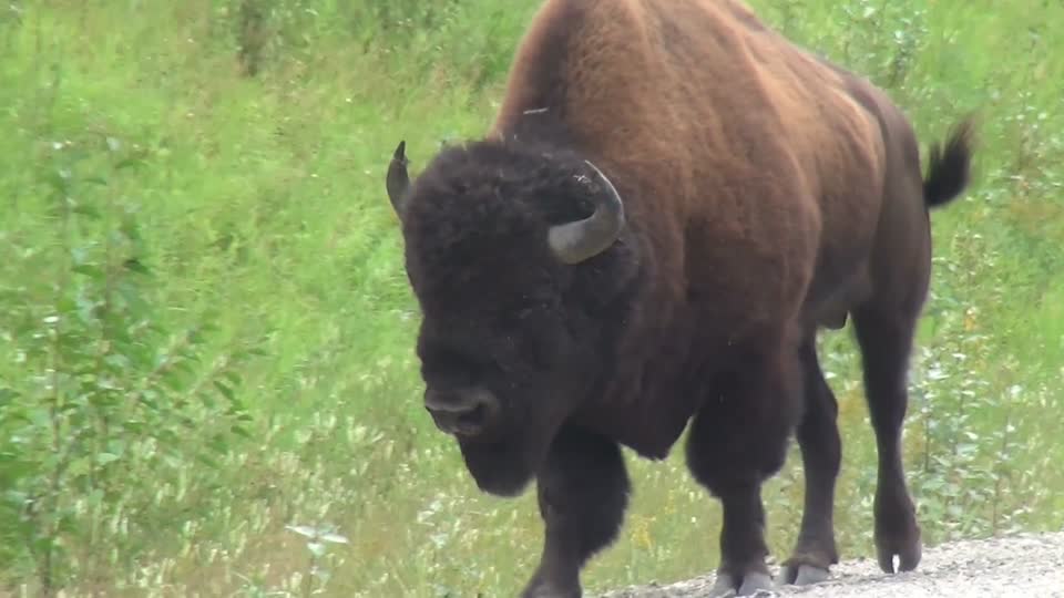 Buffalo bison buffalo bull