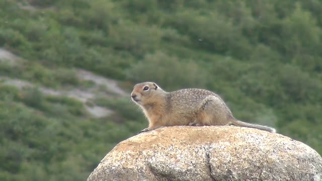 Ground squirrel animals wildlife