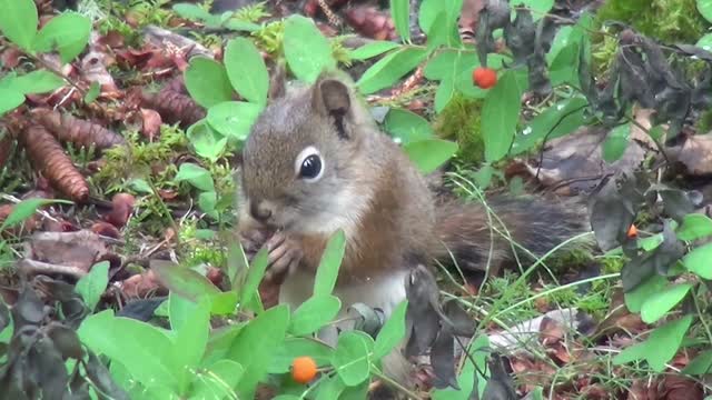 Squirrel animals nature