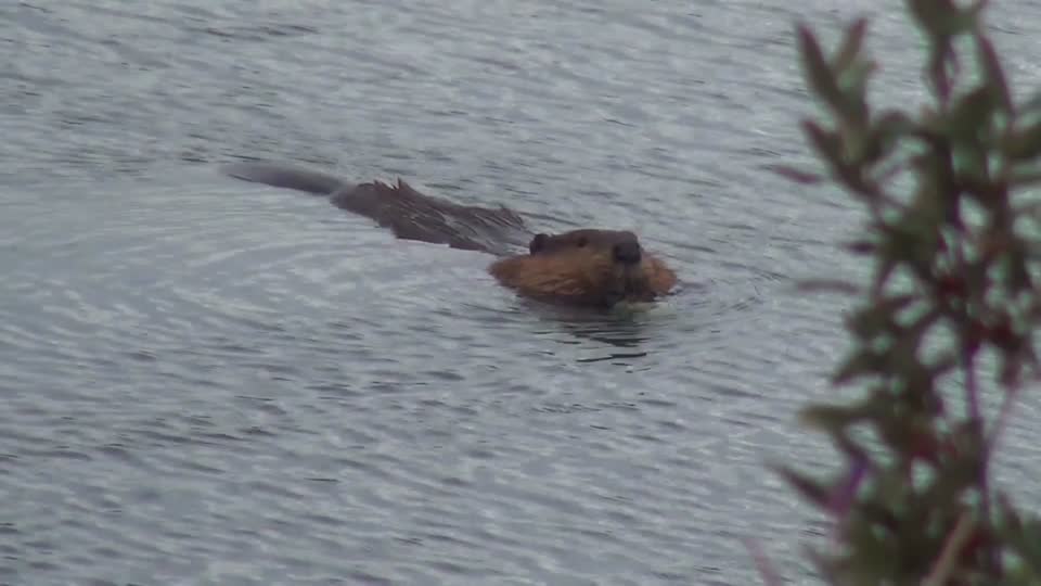 Beaver beaver family animals
