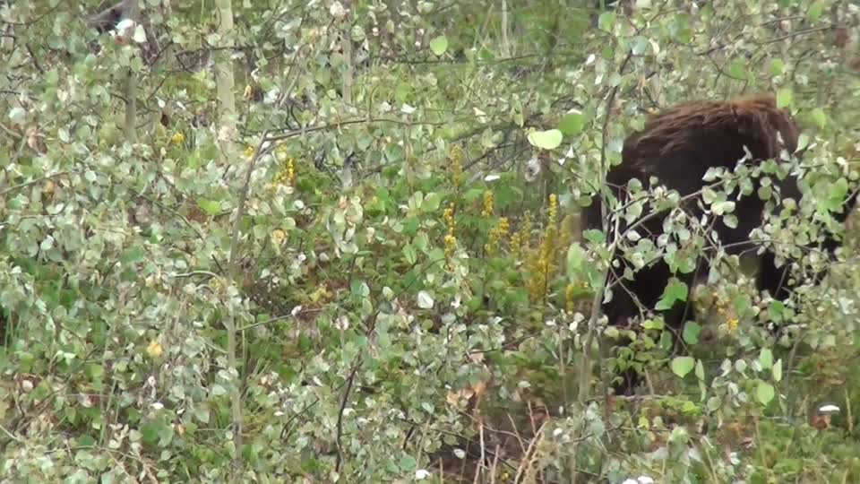 Black bear bear canada