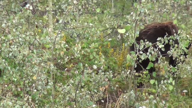 Black bear bear canada