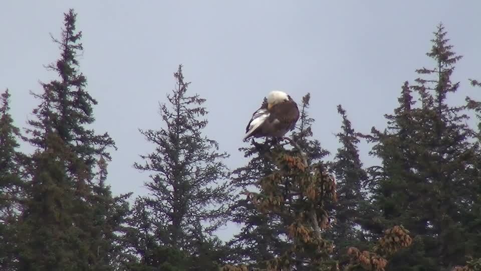 White-tailed eagle eagle majestic