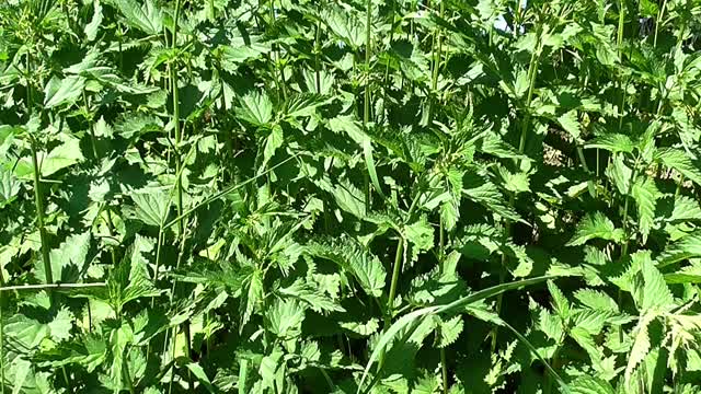 Nettle herbs nature