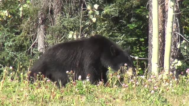 Black bear bear infant